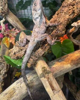 Frilled Bearded Dragon For Sale