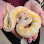 albino ball python for sale