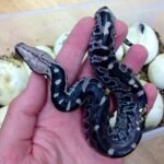 Blood Python For Sale