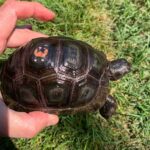 Aldabra Tortoise For Sale