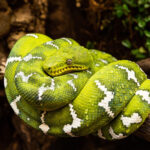 Emerald Tree Boa For Sale