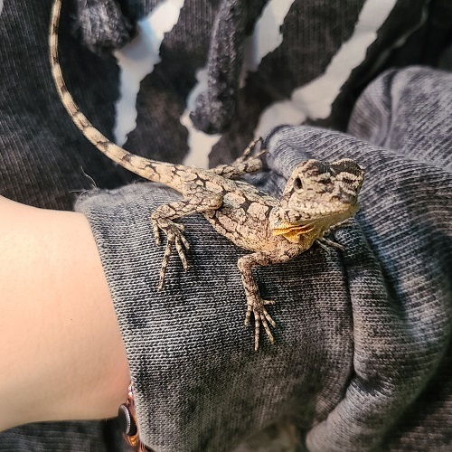 Frilled Bearded Dragon For Sale