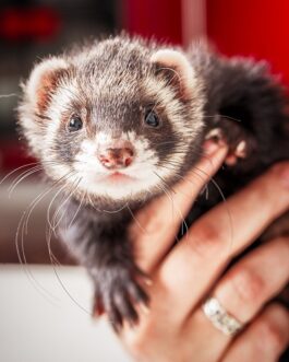 Ferret For Sale