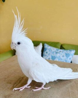 Beautiful Albino Cockatiel Bird for Sale