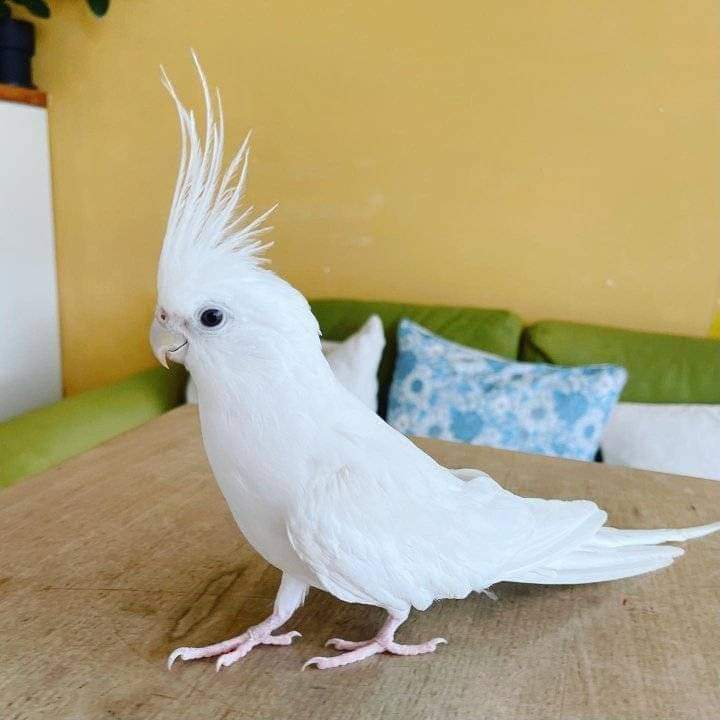 Beautiful Albino Cockatiel Bird for Sale