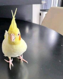 Yellow Skin Cockatiel Bird for Sale