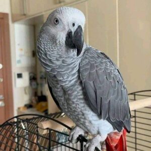 African Grey Parrot for Sale