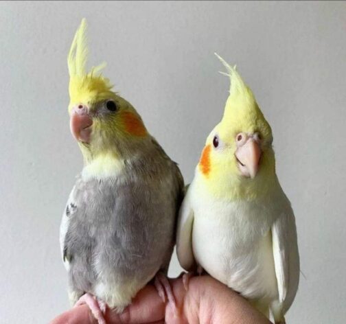Male and Female Cockatiel Birds for Sale