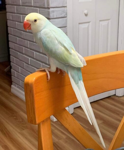 Beautiful Indian Ringneck Parrot for Sale