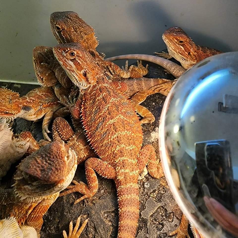 Hypo- Trans Bearded Dragon for Sale