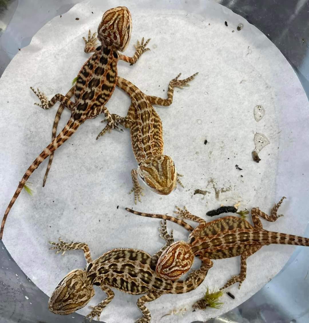 Baby Bearded Dragons for sale